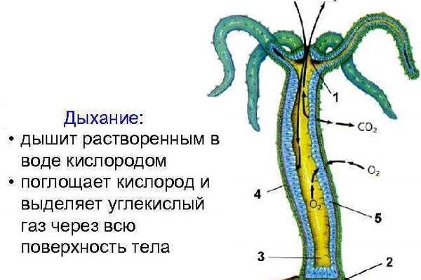 Kraken 12